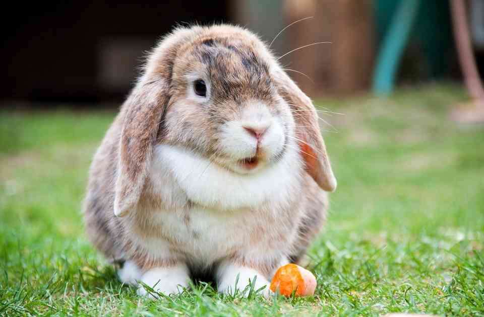 bad bunny rabbit online puzzle