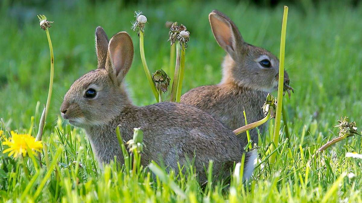 うさぎ22 ジグソーパズルオンライン