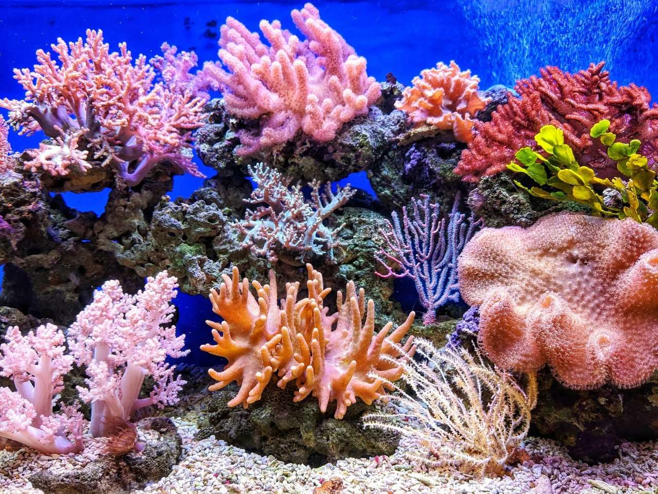coraux de colis puzzle en ligne