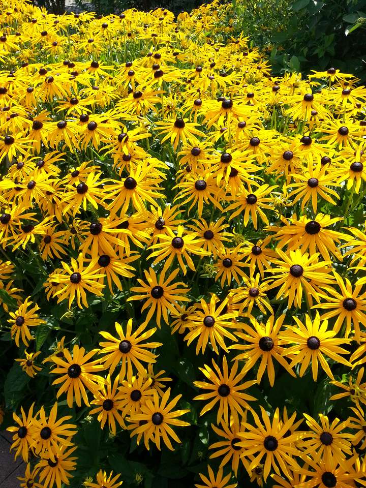 mini sunflowers online puzzle