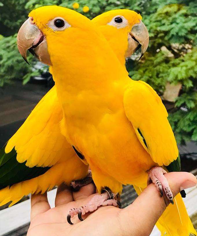 Жълти вълнисти папагали онлайн пъзел