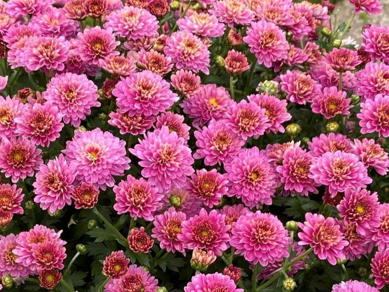Schöne rosa Chrysanthemen, sie sind wunderschön Online-Puzzle