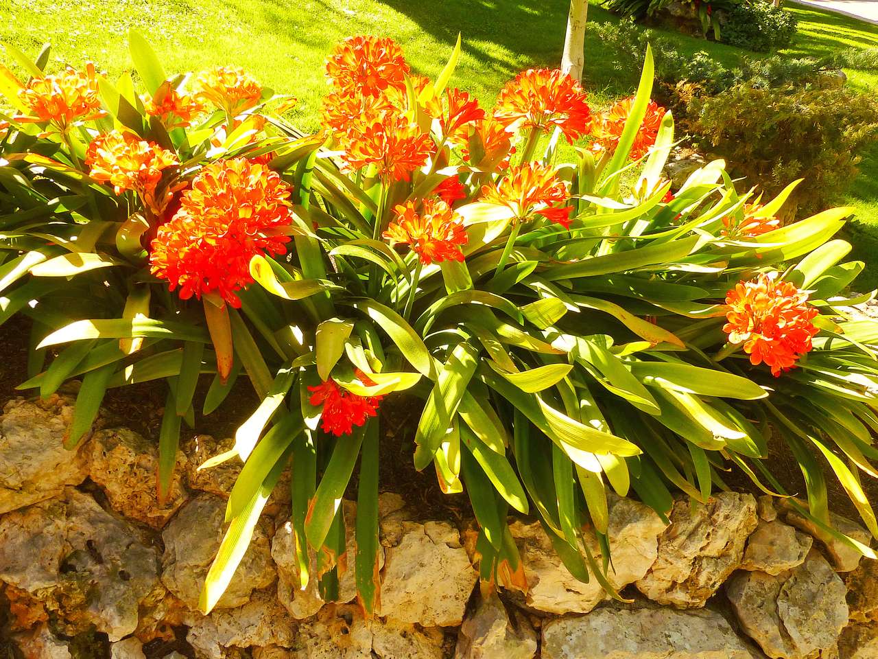 Virágok a sziklakertben online puzzle