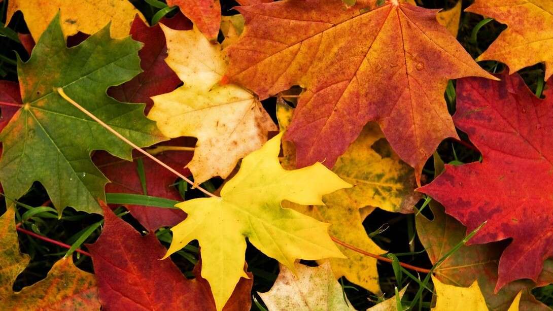 foglie d'autunno puzzle online