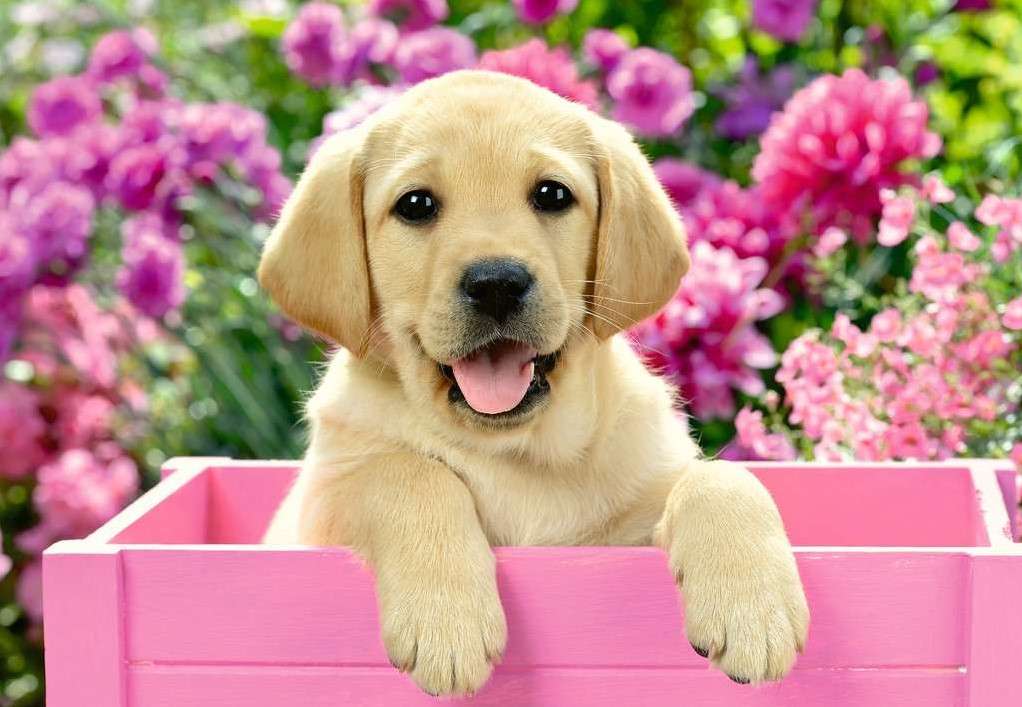 Un cucciolo in una cassa rosa puzzle online
