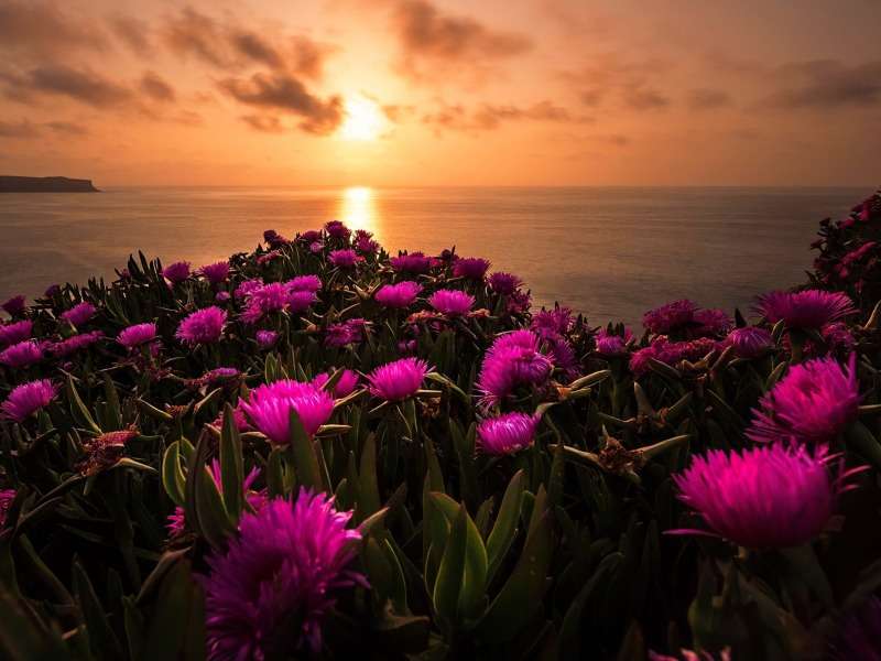 Красиви диви цветя при изгрев слънце онлайн пъзел