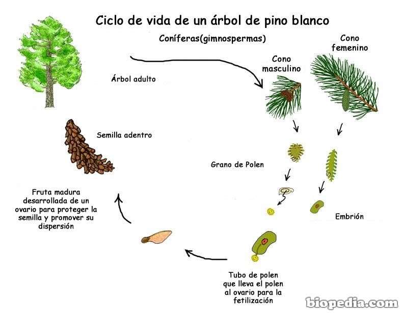 Pine levenscyclus legpuzzel online