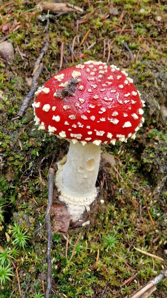 Toadstool jigsaw puzzle online