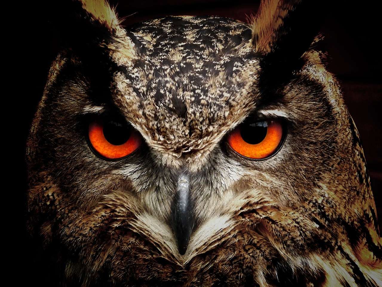 great eagle owl online puzzle