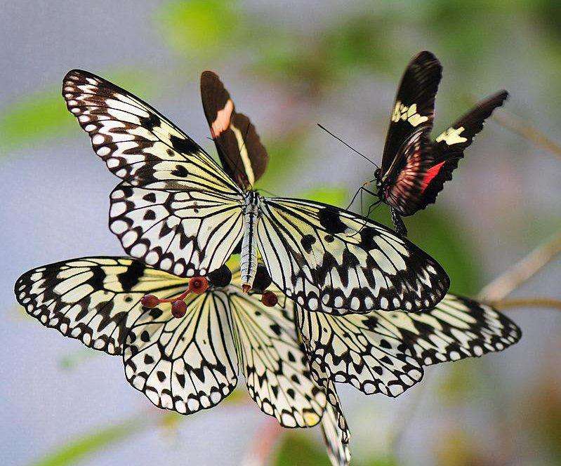 Пеперуди. онлайн пъзел