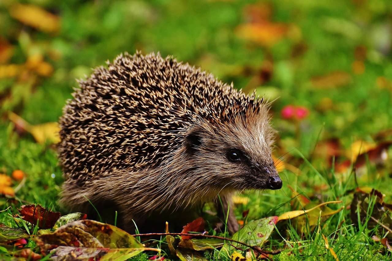 Little hedgehog online puzzle