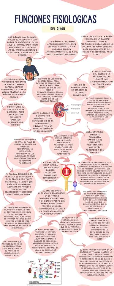 fisiologia renal puzzle online