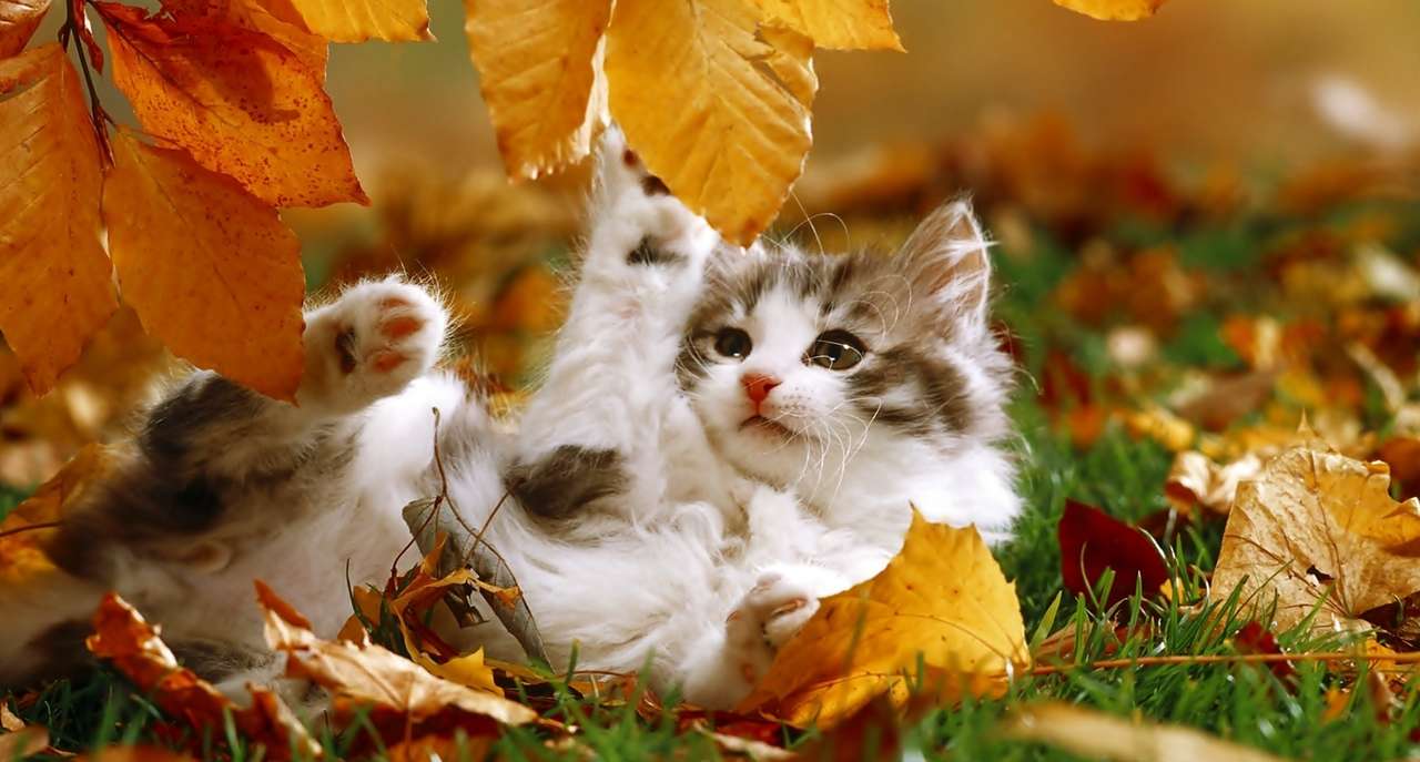 Котенок, Листья, Осень онлайн-пазл