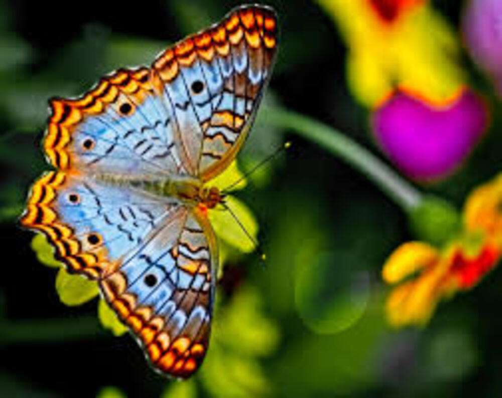 puzzle mariposa rompecabezas en línea