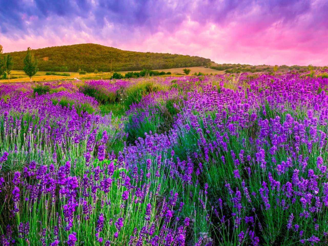 Levandulové pole a levandulová obloha, jaký výhled :) skládačky online