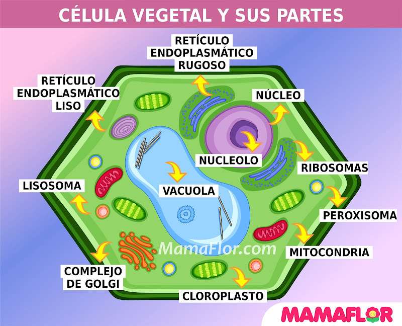 A célula vegetal quebra-cabeças online