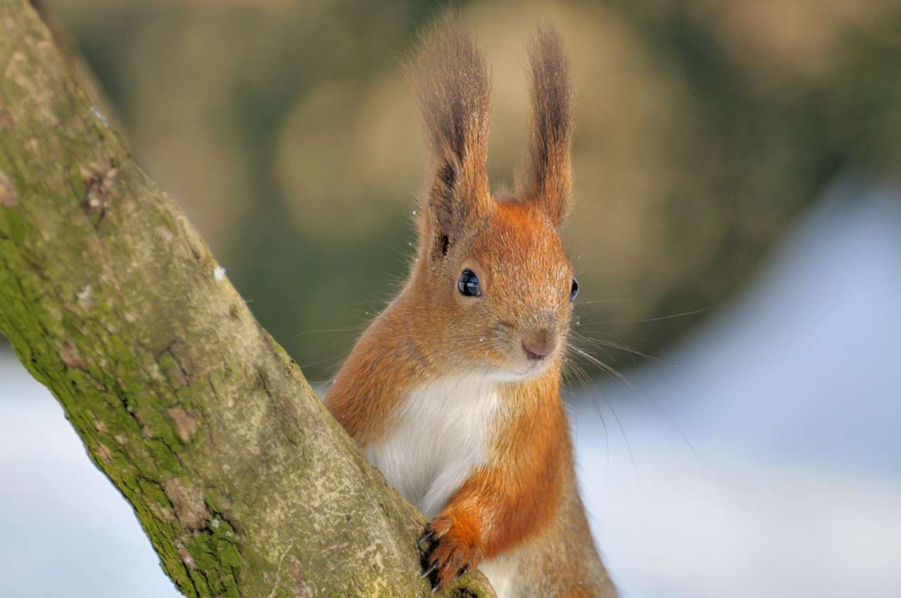 scoiattolo sull'albero puzzle online