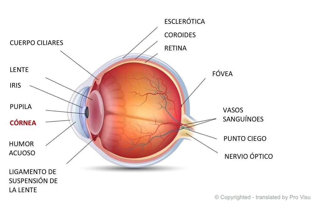 目の角膜 オンラインパズル