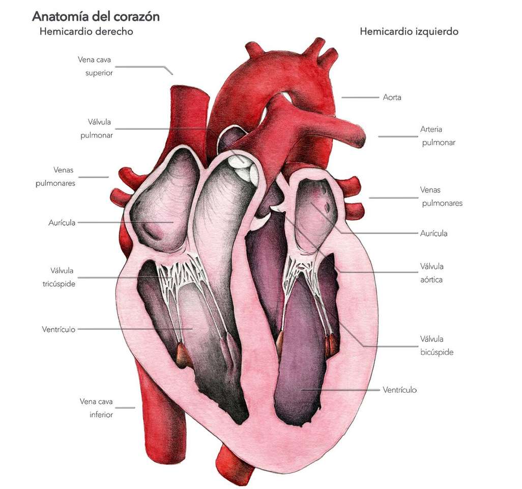 HEART AND ITS PARTS online puzzle