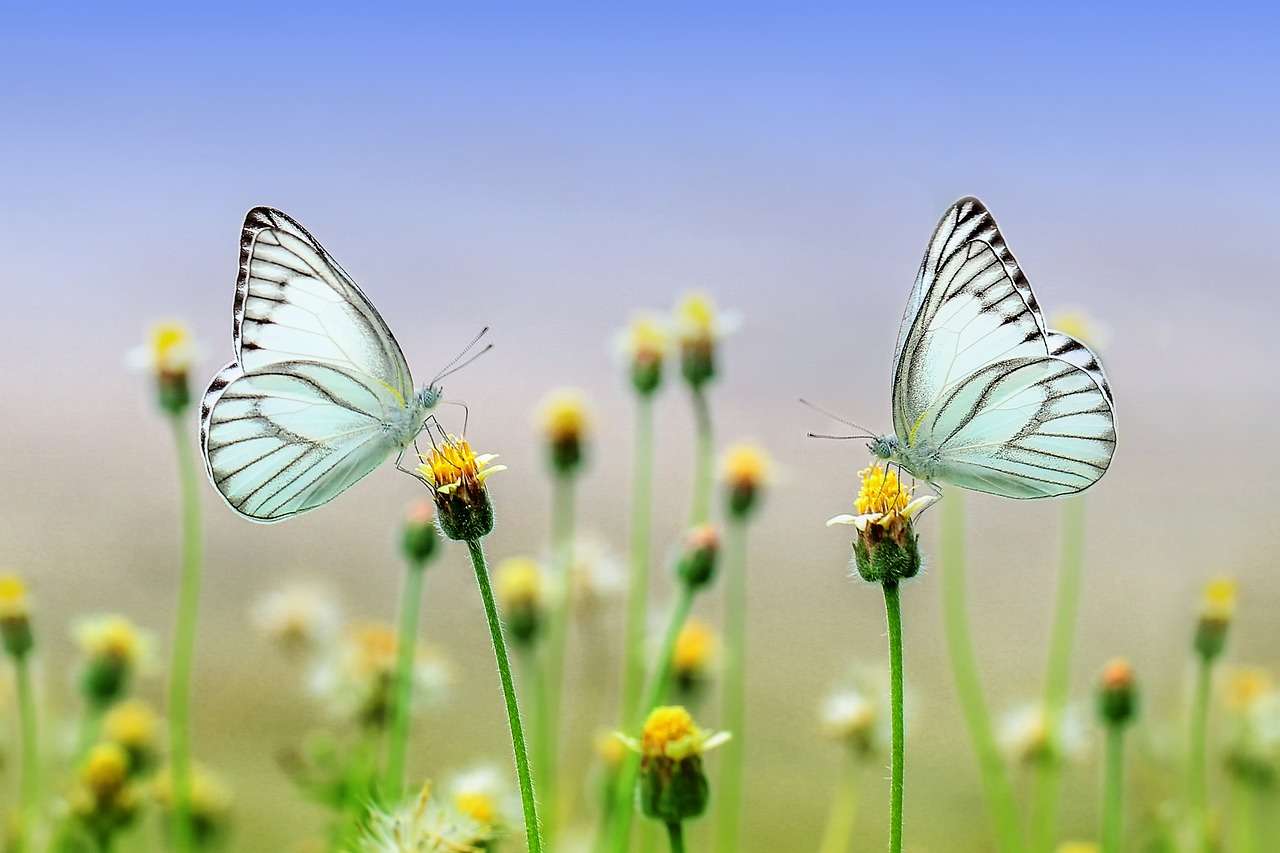 Fjärilar pollinerar pussel på nätet