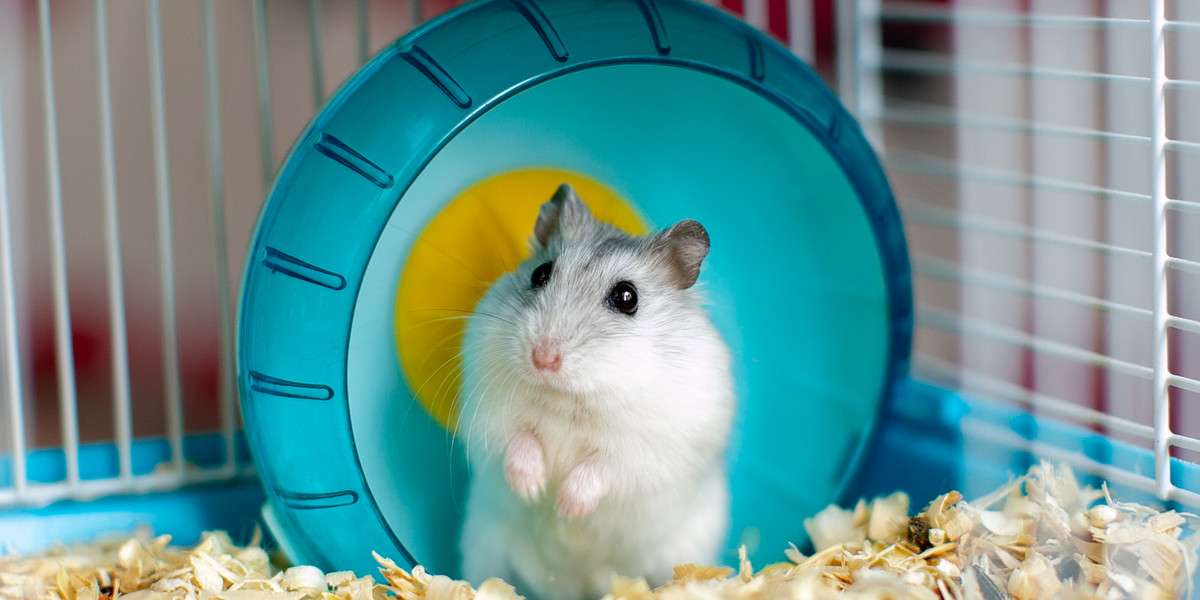 hamster em uma roda puzzle online