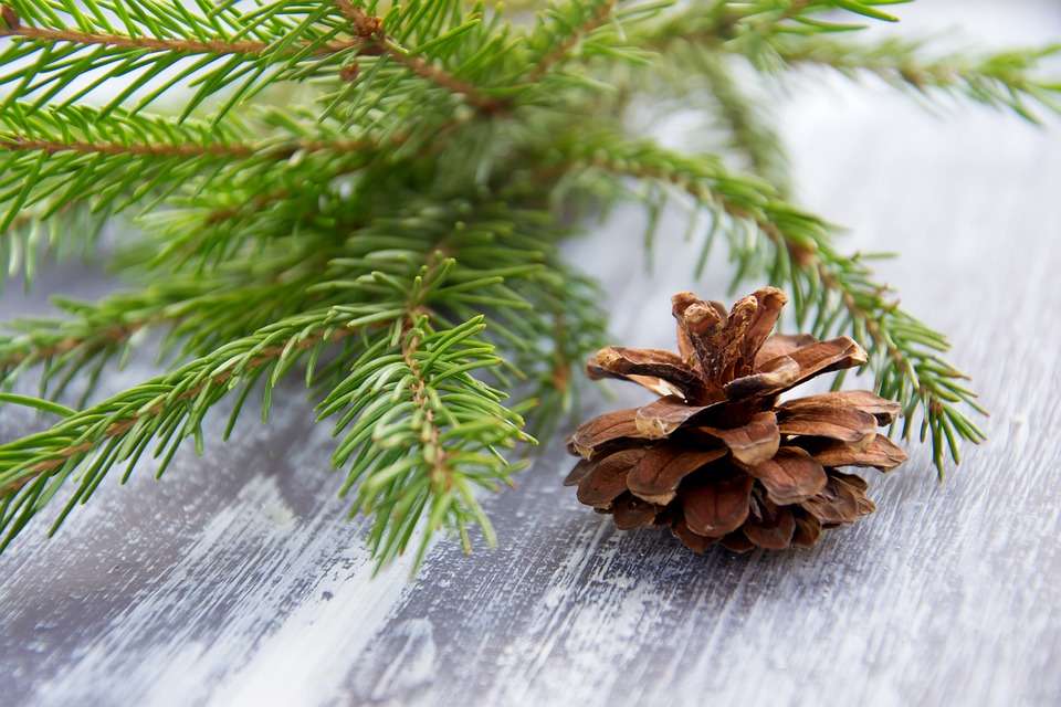 Vánoční strom větev skládačky online