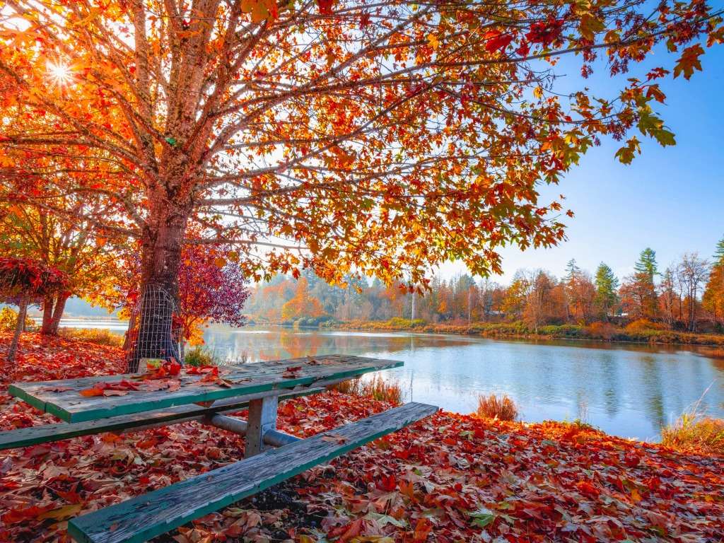 Een prachtig uitzicht in het park in de herfst online puzzel