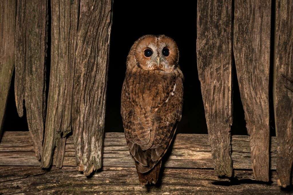 Owl in an old stable jigsaw puzzle online