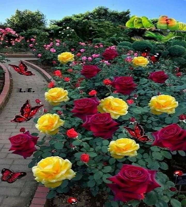 O jardim de rosas puzzle online