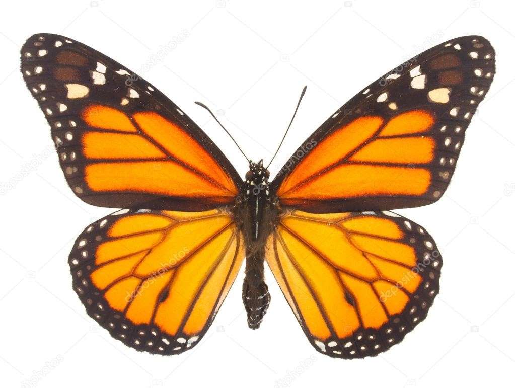 Butterfly. онлайн пъзел