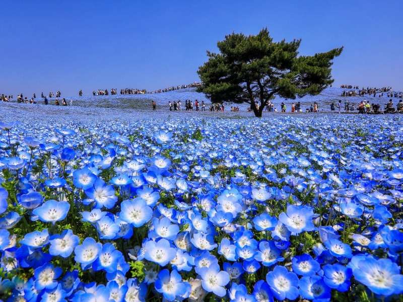 Япония-Nemophila Field (Blue Eyes Baby) онлайн пъзел