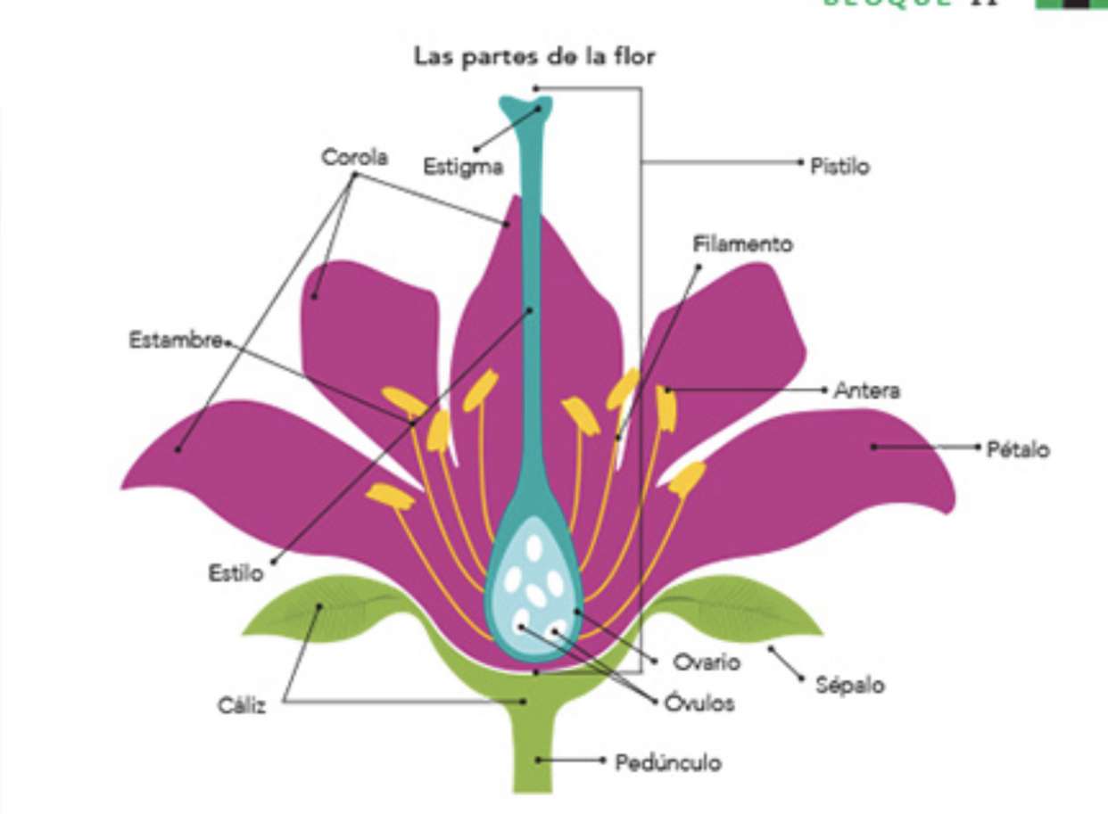 parts of the flower jigsaw puzzle online