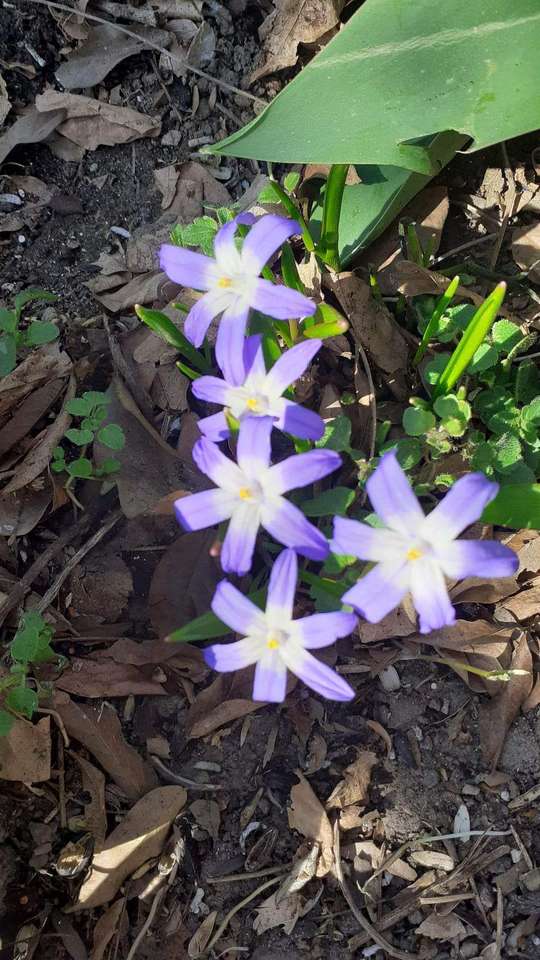 Flores lilas rompecabezas en línea