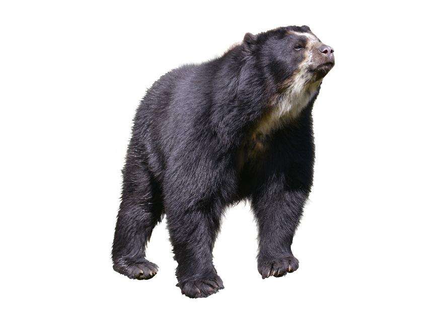 Очковий ведмідь пазл онлайн