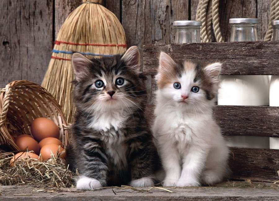 Két macska kirakós online