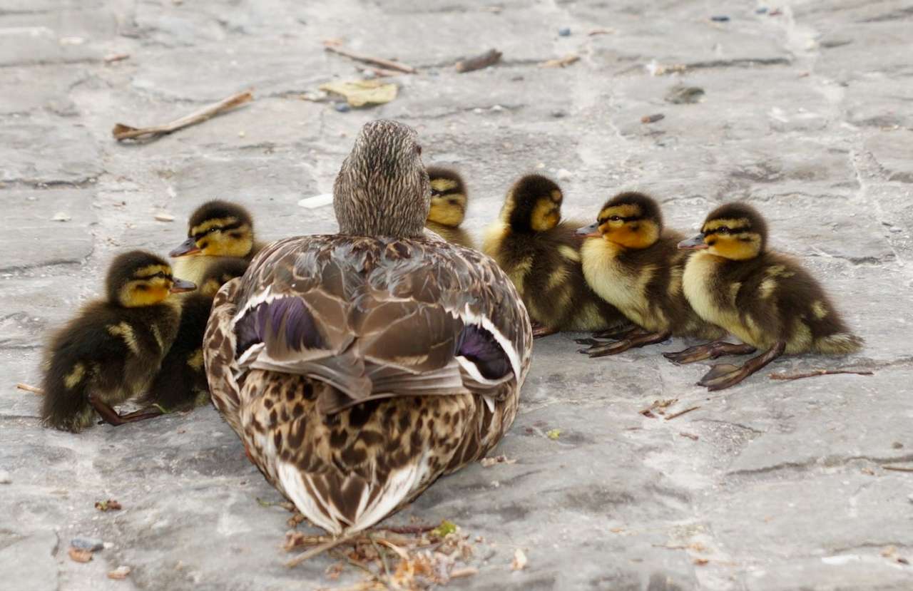Mom duck and ducklings, time for life lessons :) jigsaw puzzle online