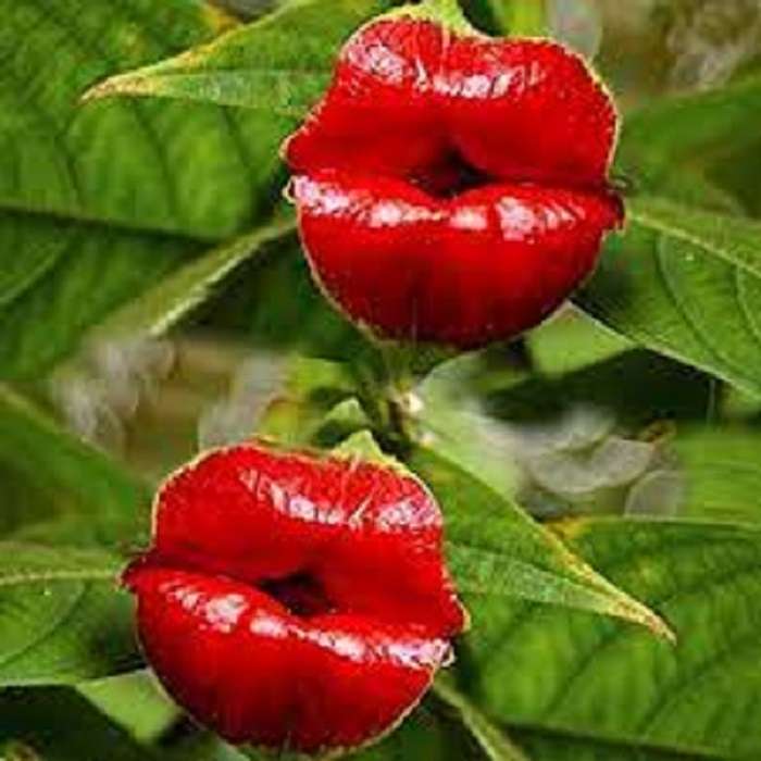 цветок поцелуя пазл онлайн