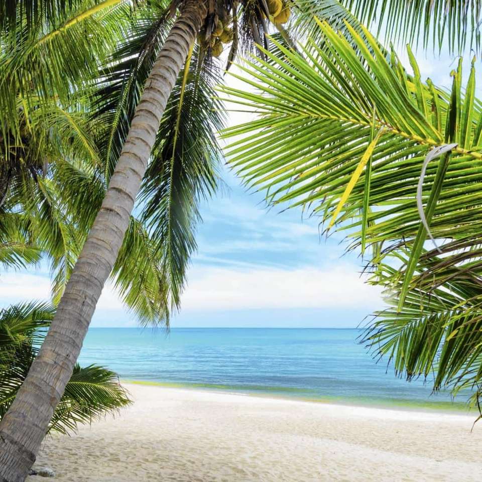 Palmbomen in de tropen legpuzzel online