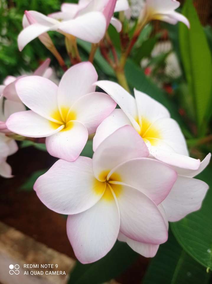 Tropické květiny online puzzle