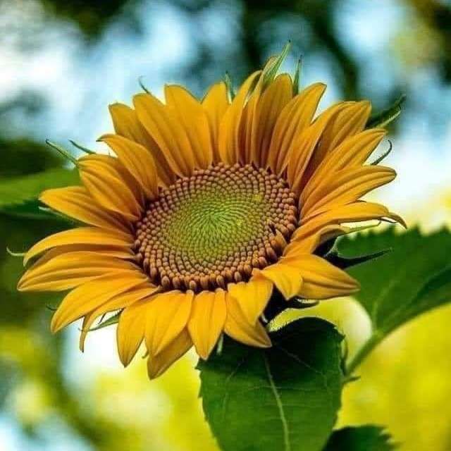 sunflower close-up online puzzle