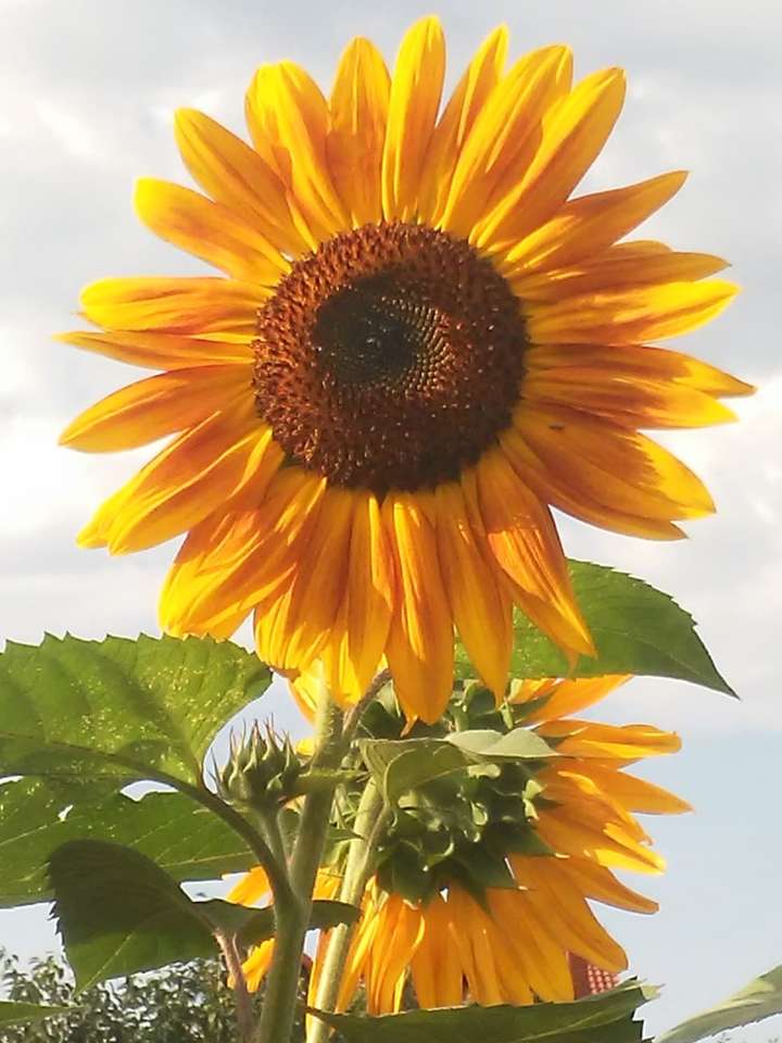 Sonnenblumen erinnern an den Sommer Online-Puzzle