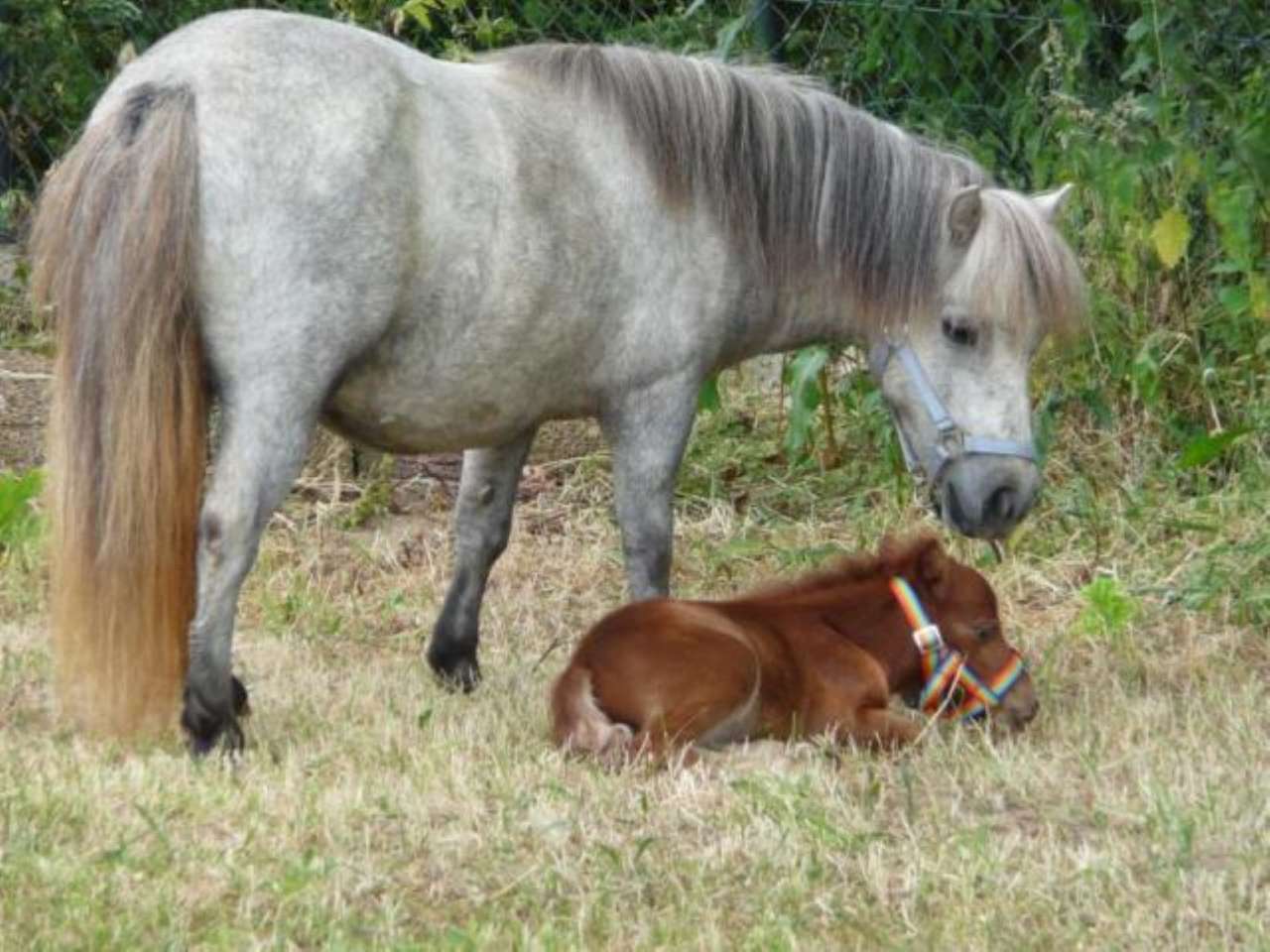 Mother with foal jigsaw puzzle online