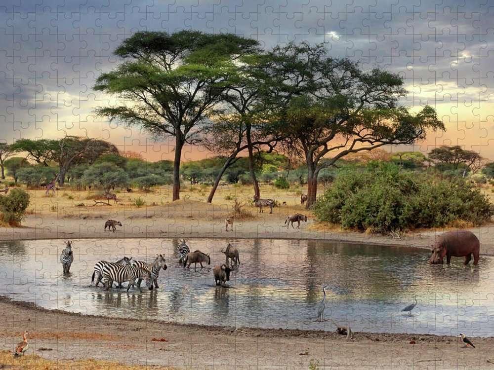 Afrika. Safari Online-Puzzle