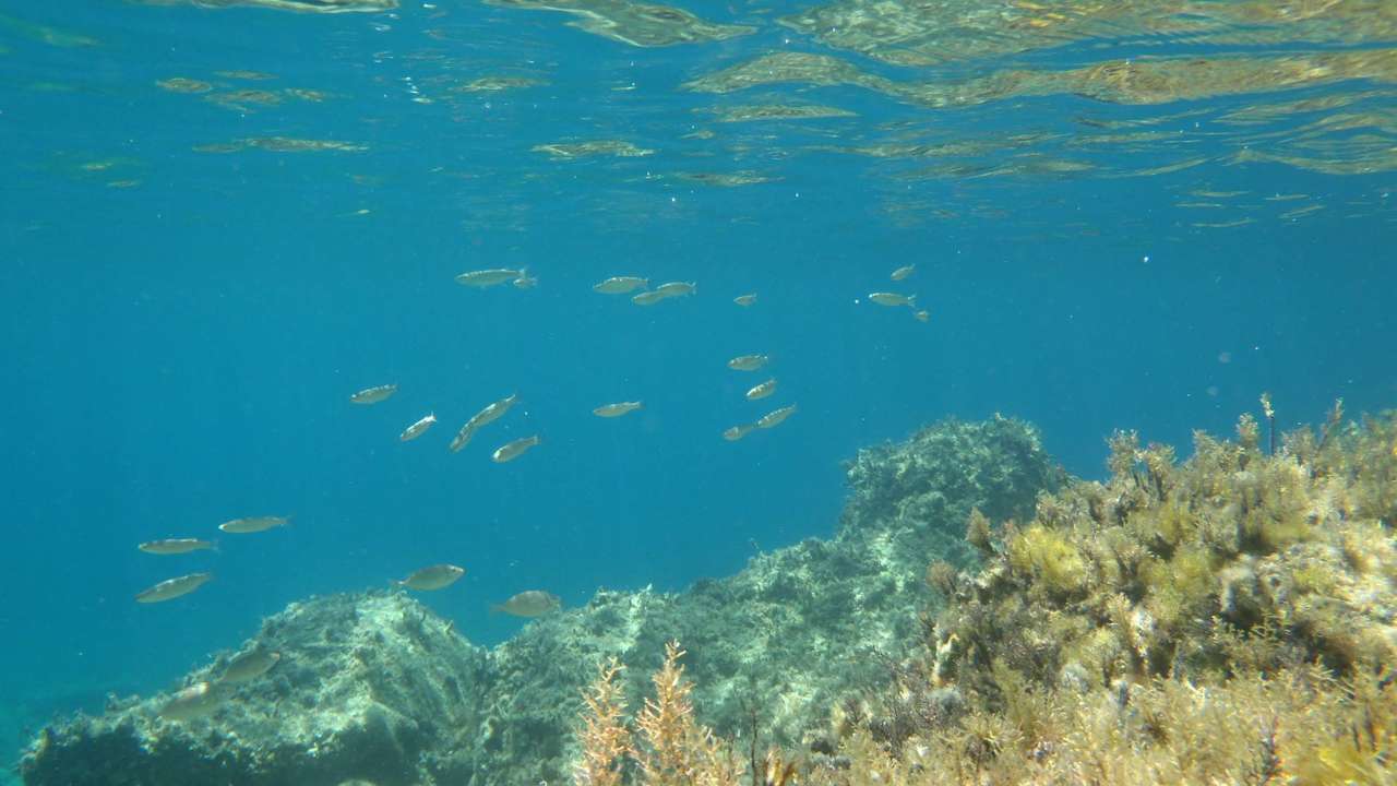 Submarino rompecabezas en línea