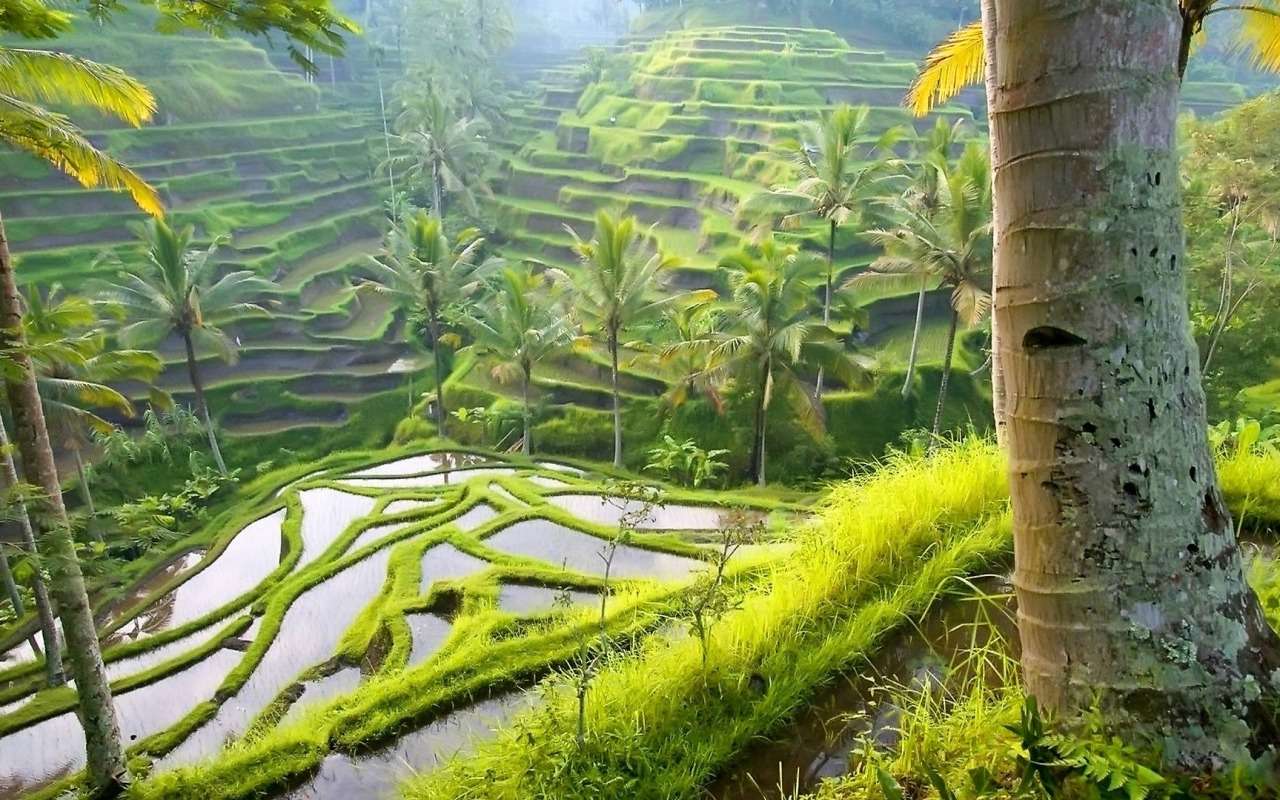 Campos de arroz, que vista - Campos de arroz puzzle online
