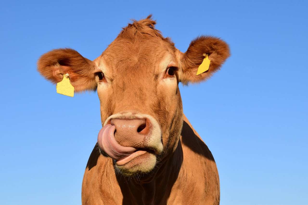 kráva farma domácí zvíře skládačky online