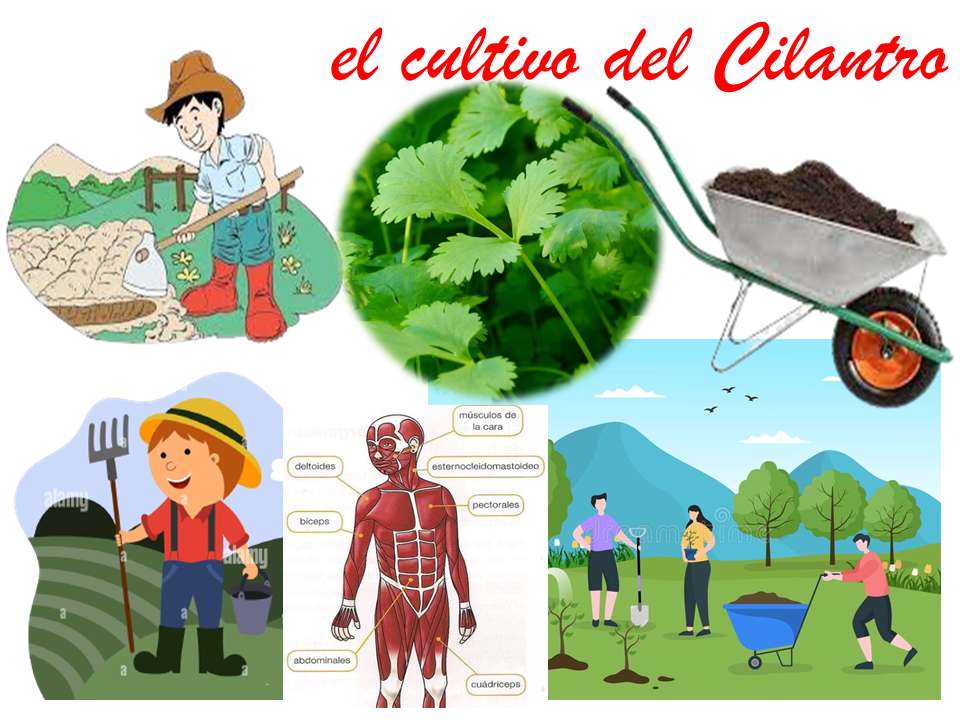 el cilantro rompecabezas en línea