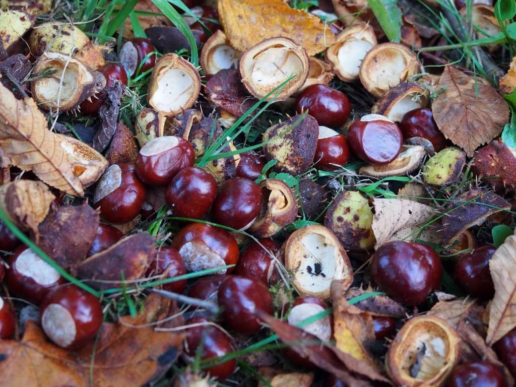 Předzvěst podzimu, krásné kaštany na zemi :) skládačky online