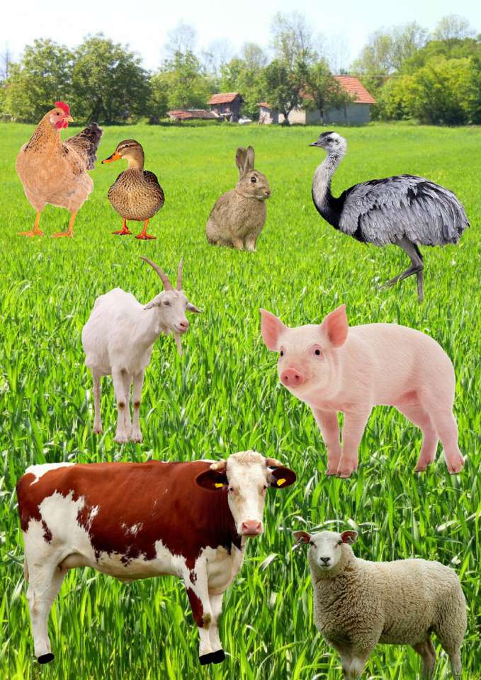 dieren op de boerderij legpuzzel online
