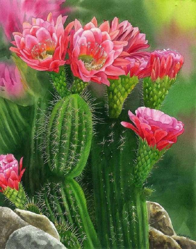vackra kaktusblommor pussel på nätet